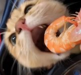 IMG_0888.jpeg