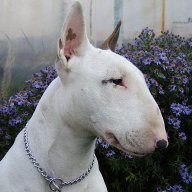 Samarskiy